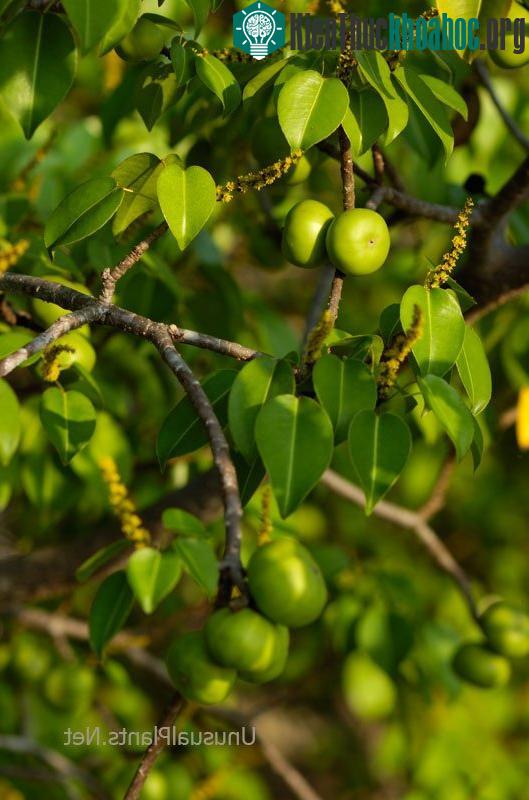 Manchineel