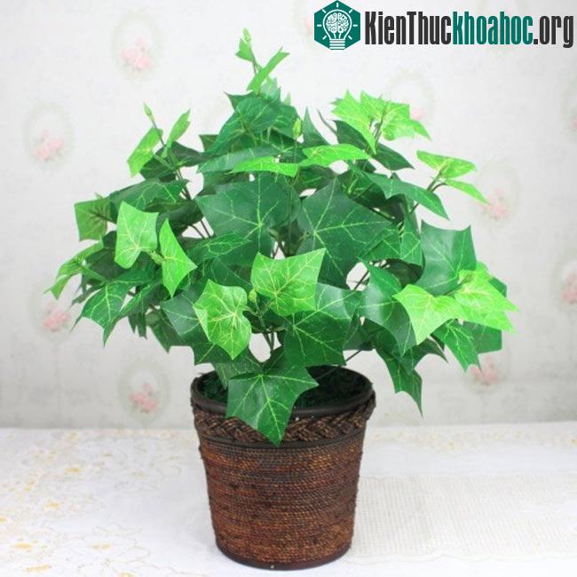 Tán lá rậm rạp của thường xuân hấp thụ rất tốt formaldehyde