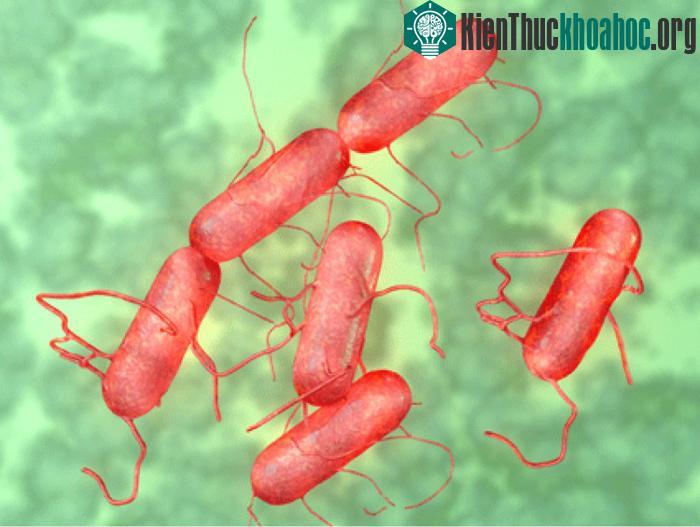 Vi khuẩn Salmonella.