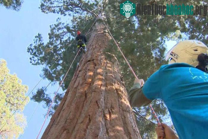 Các nhà khoa học phải trên lên độ cao hơn 60m để lấy mẫu vật.