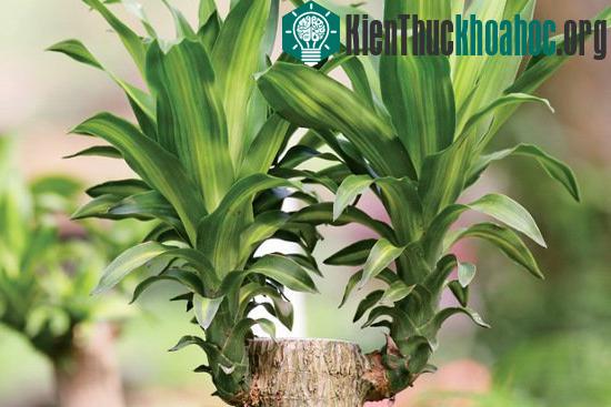 Thiết mộc lan có thể hấp thu khí toluene trong nhà.