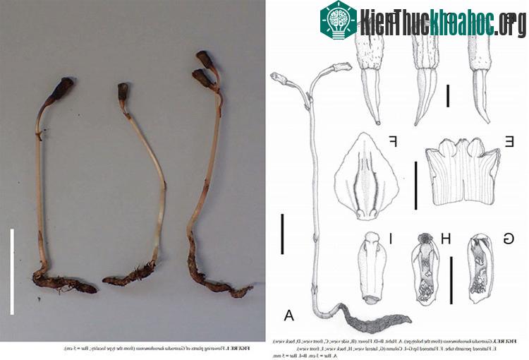Loài thực vật gastrodia kuroshimensis vừa được phát hiện. (Ảnh: BP).