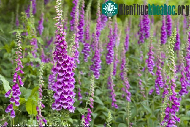 Hoa bao tay chồn (Foxglove) hay còn gọi là mao địa hoàng, tên khoa học là Digitalis purpurea, là một loài thực vật có hoa trong họ Mã đề.