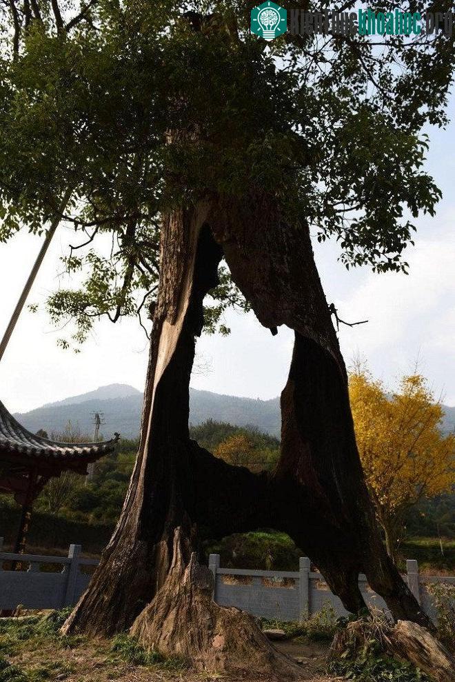 Cây long não cổ ở huyện Vụ Nguyên, tỉnh Giang Tây, Trung Quốc