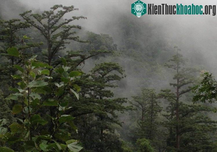 Khu Bảo tồn thiên nhiên Pù Hoạt có 85.200 ha nằm trên địa bàn 9 xã của huyện Quế Phong.