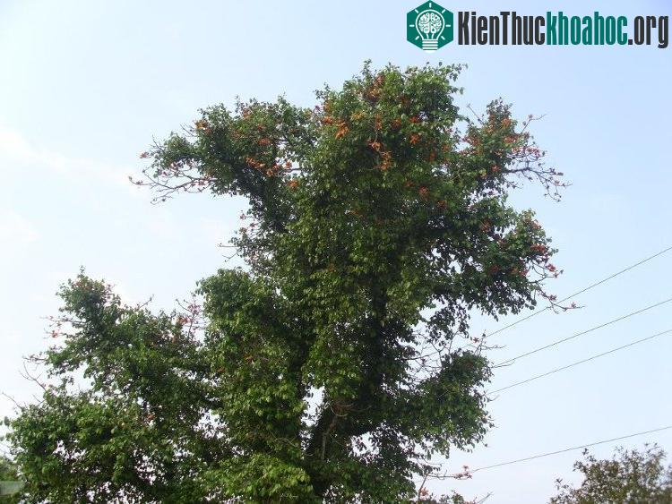 Tầm gửi là tên gọi chung cho các loài cây sống ký sinh trên cây chủ.