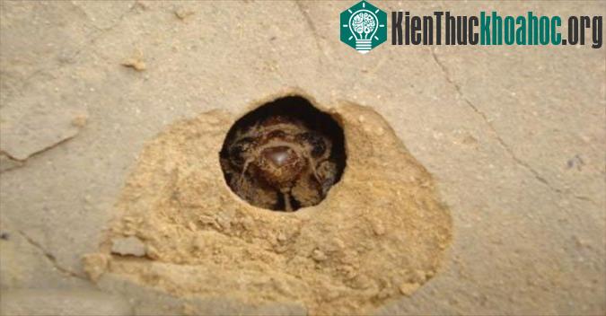 Tại Mỹ, vào mùa hè hàng năm, ve sầu thường chui ra từ lớp đất xốp, bò lên cây rồi lột xác.