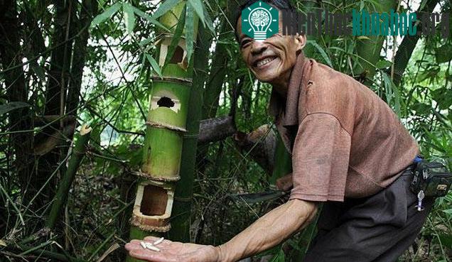 Sâu tre là một loại côn trùng sống sâu trong những đốt tre.