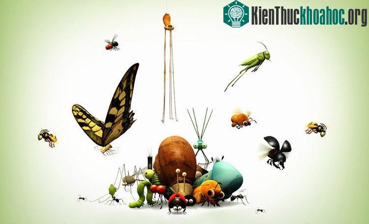 Côn trùng là những động vật không xương sống, cơ thể chia làm ba phần: đầu, ngực và bụng.