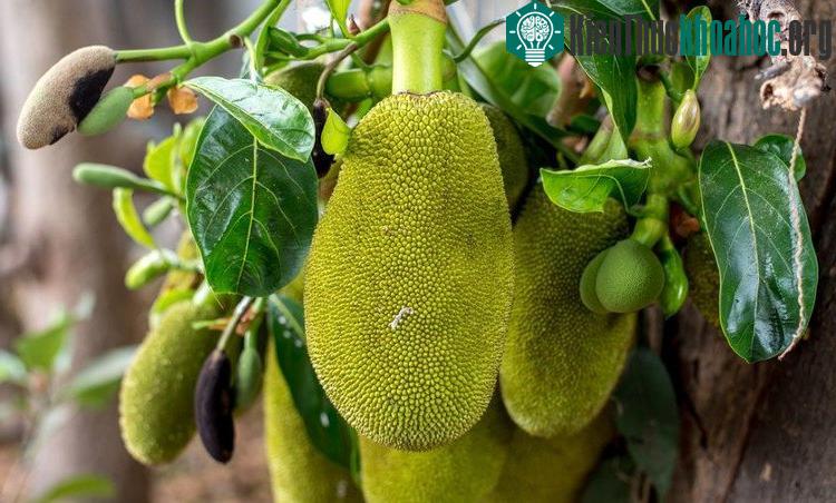 Mít có thể cứu đói cho cả triệu người.