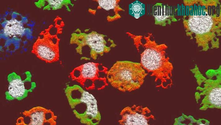 Virus Guaico Culex (GCXV).