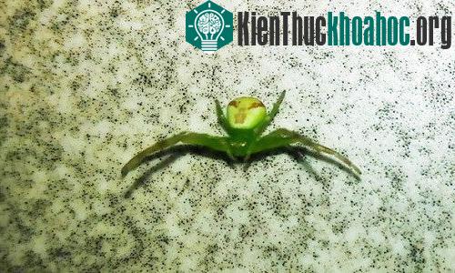 Con nhện có phần bụng trông giống khuôn mặt của người ngoài hành tinh. (Ảnh: CEN).
