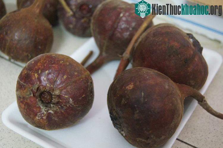 Dân Hà thành đặt mua "sung khổng lồ" khá nhiều bởi chúng có vị ngọt khá lạ.