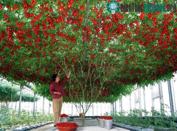 Hàng ngàn quả thế này thì hái bao giờ mới hết!
