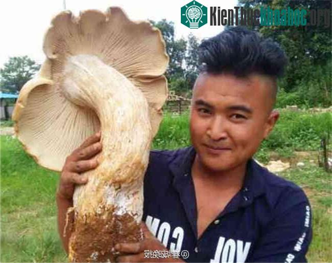 Cây nấm lớn nhất có mũ với đường kính 66cm
