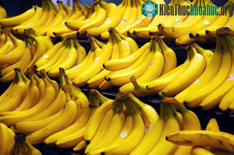 Nấm Sigatoka đã làm giảm tới 40% lượng chuối trên toàn thế giới.