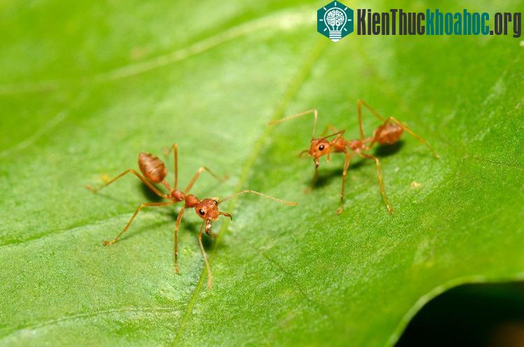 Tuy có hình dạng nhỏ bé nhưng loài kiến này có thể gây cháy nhà đấy.