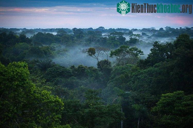 Rừng Amazon. (Nguồn: tralveltips4life).