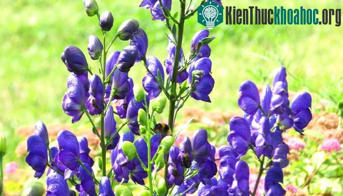 Cây hoa Ô đầu có nhiều loại, phổ biến như Aconitum napellus, Aconitum fortunei.