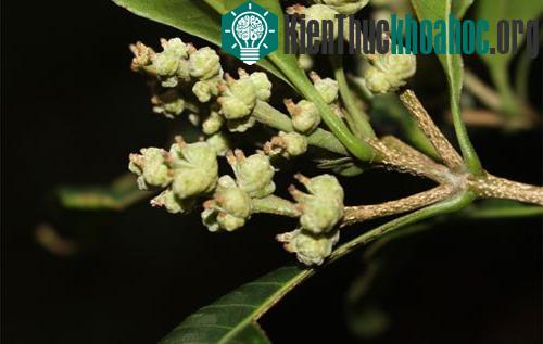 Quả của sồi ba cạnh. (Ảnh: Hoàng Thanh Sơn).