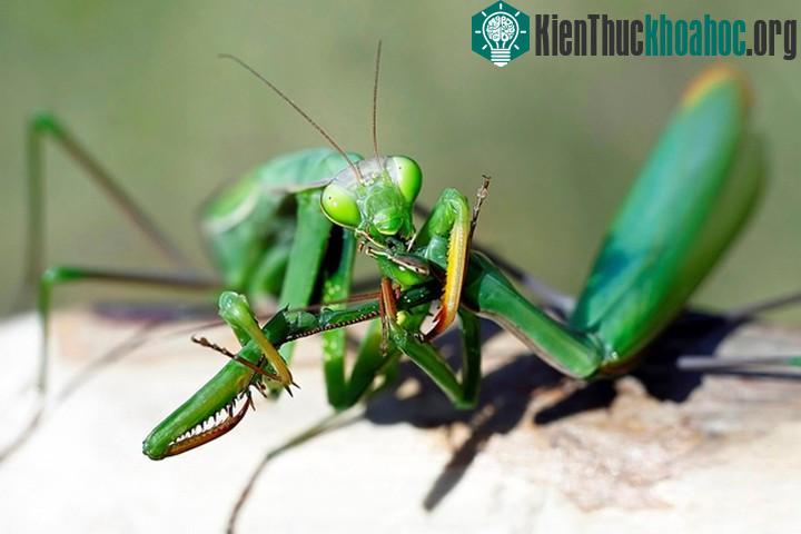 Bọ ngựa cái nhai đầu con đực sau khi "yêu".