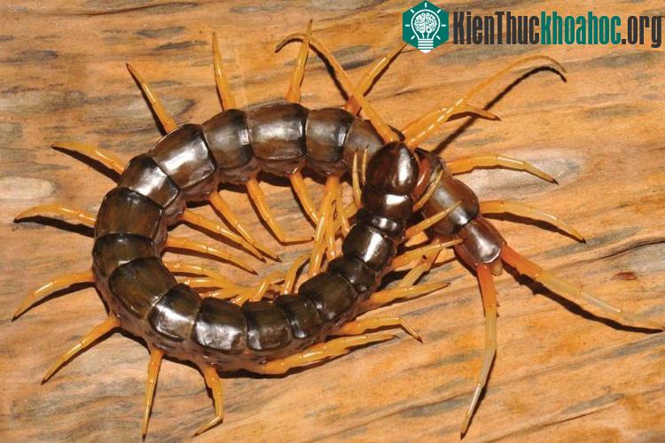 Nọc độc của loài rết S. cataracta này không đủ để gây chết người.