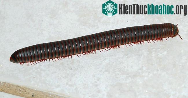 Cuốn chiếu là con vật nhiều chân nhất thế giới