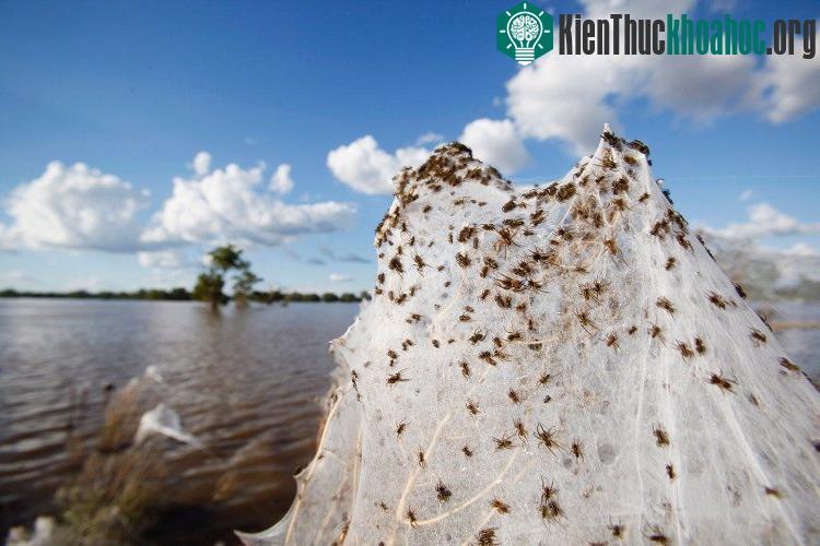 Hiện tượng cơn mưa nhện - nhiều chú nhện cùng phóng tơ và bay khắp nơi.