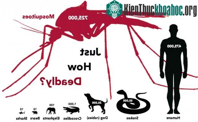 Muỗi là động vật gây ra cái chết nhiều nhất trên Trái Đất