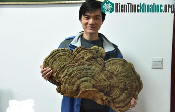 Cây linh chi trăm tuổi ở Hồ Nam, Trung Quốc. (Ảnh: China News).