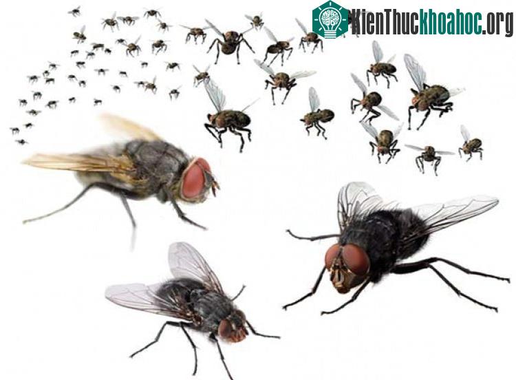 Ruồi reo rắc mầm bệnh tiêu chảy đi khắp nơi. (Ảnh: rentokil)