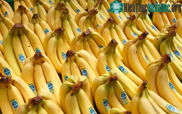 Chuối tiêu đang bị đe dọa tuyệt chủng bởi dịch bệnh Panama. (Ảnh: Telegraph).