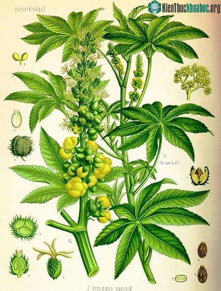 Hình ảnh cây thầu dầu được vẽ lại trong các tài liệu giấy