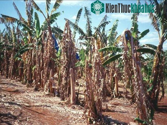 Bệnh panama khiến cây chuối bị khô héo và tàn lụi.