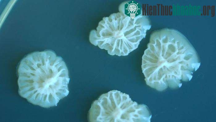 Vi khuẩn Bacillus Safensis đang phát triển mạnh mẽ trong môi trường không trọng lực. (Nguồn ảnh: Alex Alexiev/UC Davis, CC BY).