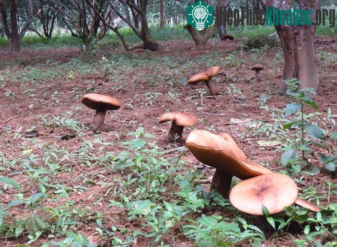 Một loại nấm lạ đột nhiên mọc lên vô số trong khu vườn thanh trà của nhà ông Đặng Mau.