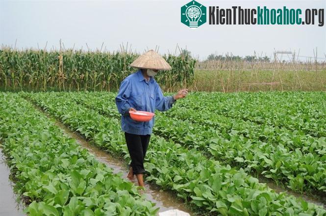 Trên mỗi sào rau người dân đang lạm dụng phân bón để tăng sản lượng mà không biết nó nguy hại như thế nào đến sức khỏe. (Ảnh: Nguyễn Huân).