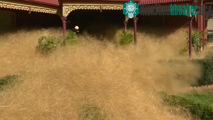 Cỏ lăn tràn ngập nhà dân ở thị trấn Wangaratta, Úc.