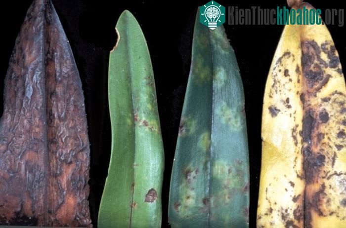 Loài lan khi bị nhiễm virus khảm thuốc lá.