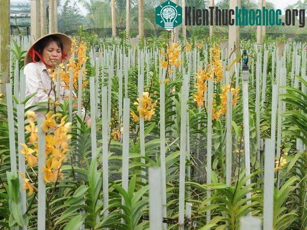 Đến nay, Việt Nam đã có 1184 loài lan. (Ảnh minh họa: Kim Phương/TTXVN).