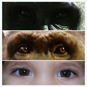 Mắt Gorilla, tinh tinh và mắt trẻ em.