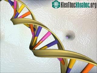 ADN là duy nhất ở mỗi người
