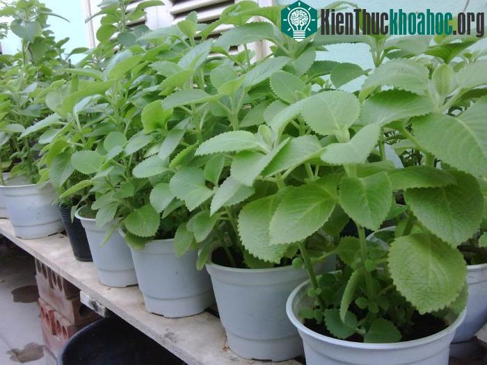 Cây húng chanh có thể thu hái quanh năm.