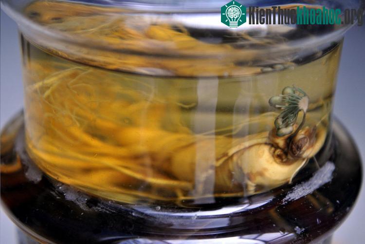 Điều kiện môi trường và ánh sáng thích hợp có thể là nguyên nhân khiến nhân sâm nở hoa.