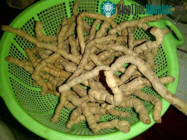 Cây ba kích thường mọc hoang ở vùng đồi.