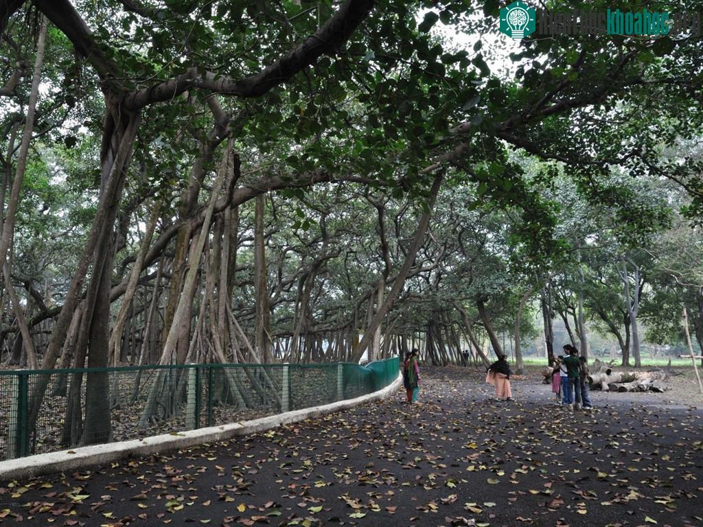 Cây đa khổng lồ nhất thế giới lớn