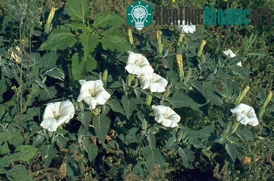 Jimsonweed