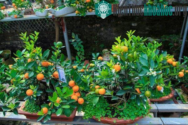 Cây quất cảnh đẹp thì lá phải to, đậm, quả bóng mượt, đều quả, nhiều lộc non.