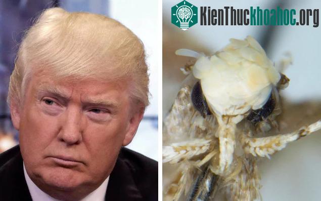 Tóc của loài bướm được cho là giống Donald Trump.
