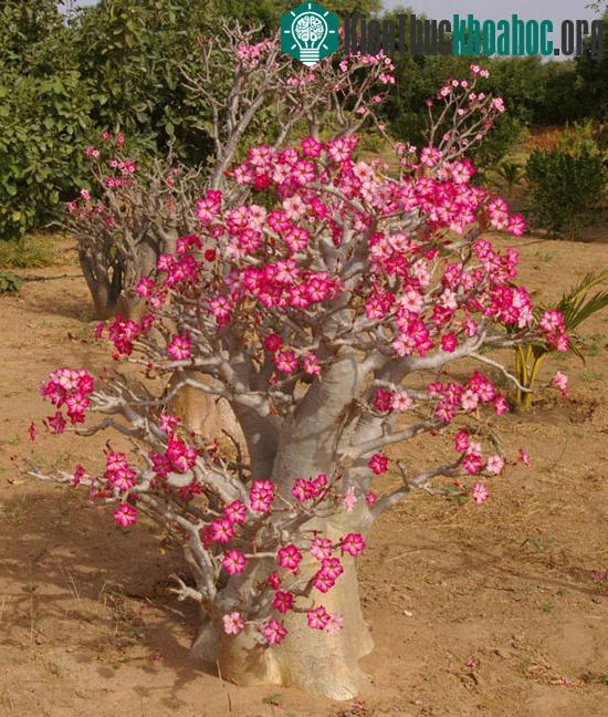 Adenium obesum